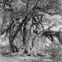 Triple baobab, close-up