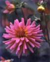 Dahlia