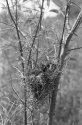 Bird Nest