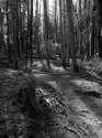 Tracks In The Mud