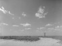 Lonely tree