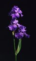 Black Iris 2
