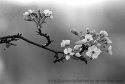 Canon Elan II