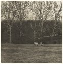 Sheep and Sycamores