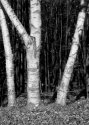 White Birches