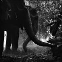 Forest_Elephant