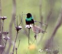 Sunbird #1 Mount Kenya