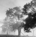 Apple gums and fog.