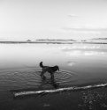 Afternoon swim.