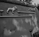 Outside Dog