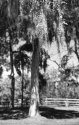 Spanish Moss