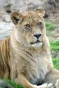 Lioness