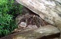 Tarantula
