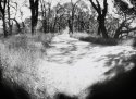 Into the oaks
