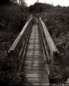 MSA - "Bridged"