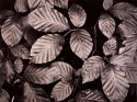 Leaves of beech