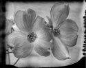 Dogwood and New55