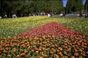 April Flowers - Pink Wave