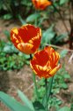 Tulips, my garden