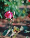 Balboa Park Flowers