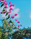 Balboa Park Flowers