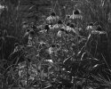 Echinacea TXP At 200 Apug