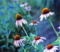 Digibase Coneflower 2