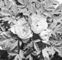 Tree Peony (with bee)
