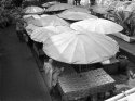 Umbrella_monk