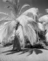 Coconut grove, Santa Marta, Colombia