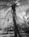 Coconut grove, Santa Marta, Colombia