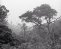 Andean forest, fog