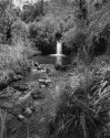 Creek, dwarf bamboo