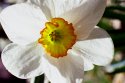 Daffodil