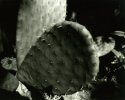 Cactus1wppd