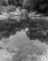 Jungle pond