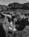 Senecio