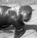 Sea Lion