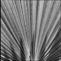Mexican Fan Palm