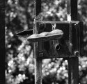 Gate Latch