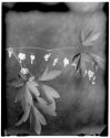 Bleeding Hearts on New55 Film
