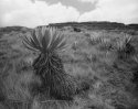 Frailejon (big monk)