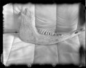 New55_Jaw