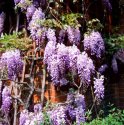 Wisteria