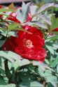 Tree Peony