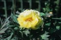 Yellow Tree Peony