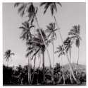 Fiji2
