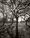 Four Oaks