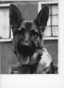"Penta" Deutsche Schäferhund