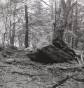 Wykoff Run